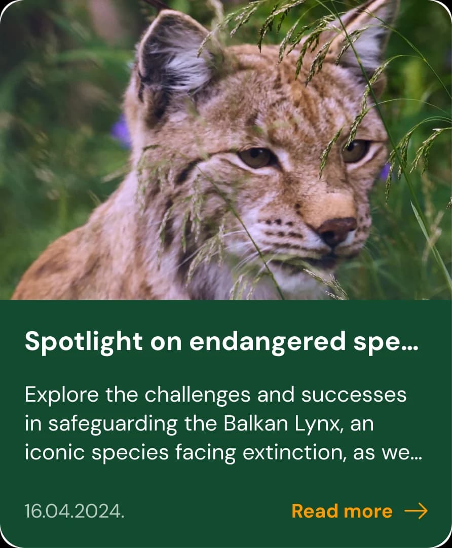 News card about safeguarding the Balkan Lynx, an endangered species