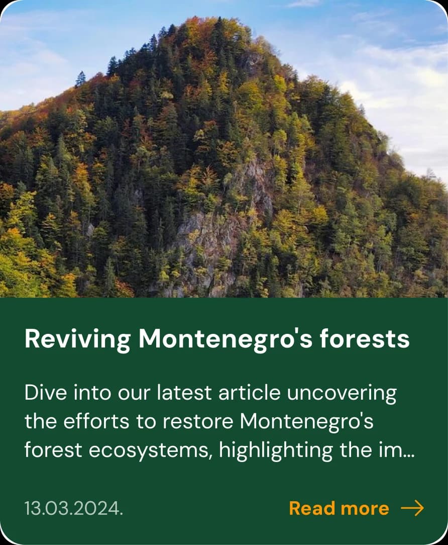 News card about restoring Montenegro's forest ecosystems